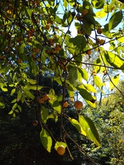 Malus prunifolia
