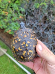 Terrapene carolina major