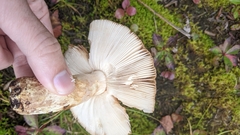 Russula fragrantissima