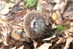 Lycoperdon echinatum