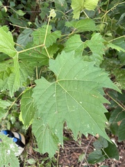 Vitis riparia
