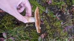 Russula fragrantissima