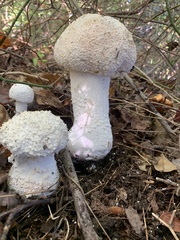 Amanita polypyramis