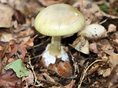 Amanita phalloides