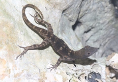 Anolis mestrei
