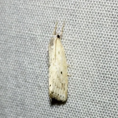 Diatraea lisetta