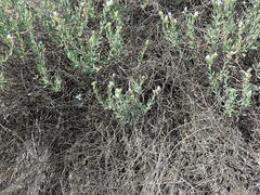 Lobostemon glaucophyllus