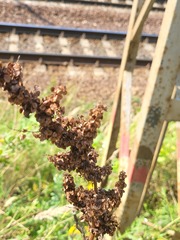 Rumex pseudonatronatus