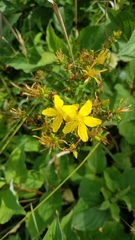 Hypericum perforatum