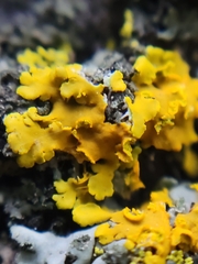 Xanthomendoza fallax