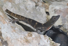 Anolis mestrei