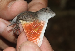 Anolis mestrei
