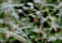 Diarrhena obovata