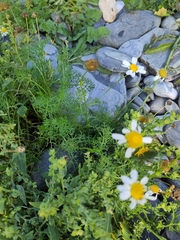 Tripleurospermum maritimum