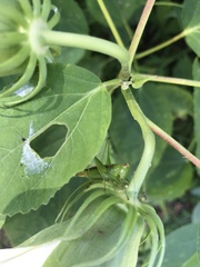 Conocephalus strictus