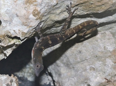 Anolis mestrei