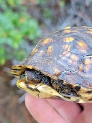 Terrapene carolina major