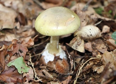 Amanita phalloides