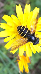 Sericomyia chalcopyga