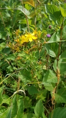 Hypericum perforatum