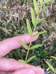 Onobrychis viciifolia