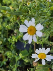 Tripleurospermum maritimum