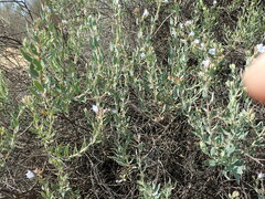 Lobostemon glaucophyllus