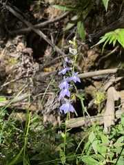Lobelia amoena