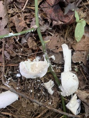 Amanita polypyramis