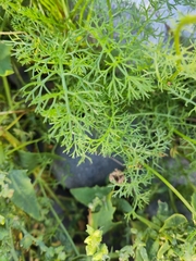 Tripleurospermum maritimum