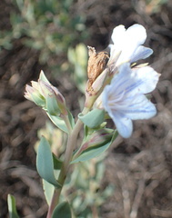 Lobostemon glaucophyllus