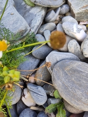 Tripleurospermum maritimum