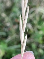 Elymus repens