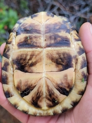 Terrapene carolina major