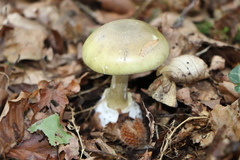Amanita phalloides