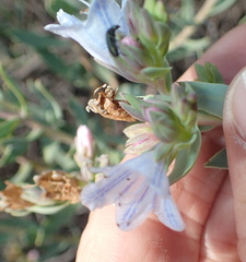 Lobostemon glaucophyllus