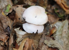 Mycena rosea