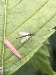 Chironomidae