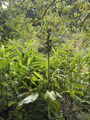 Cardiocrinum cordatum