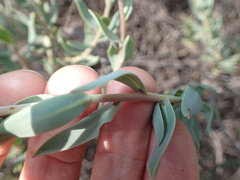 Lobostemon glaucophyllus