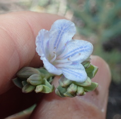 Lobostemon glaucophyllus