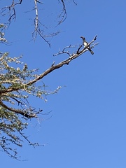Lophoceros alboterminatus