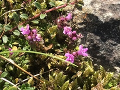 Thymus praecox britannicus