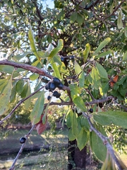 Sideroxylon lanuginosum