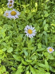 Erigeron peregrinus