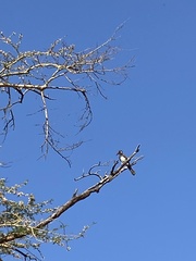 Lophoceros alboterminatus