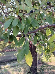 Sideroxylon lanuginosum