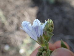 Lobostemon glaucophyllus