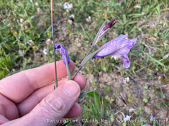 Gladiolus carinatus