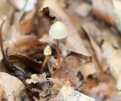 Mycena crocata